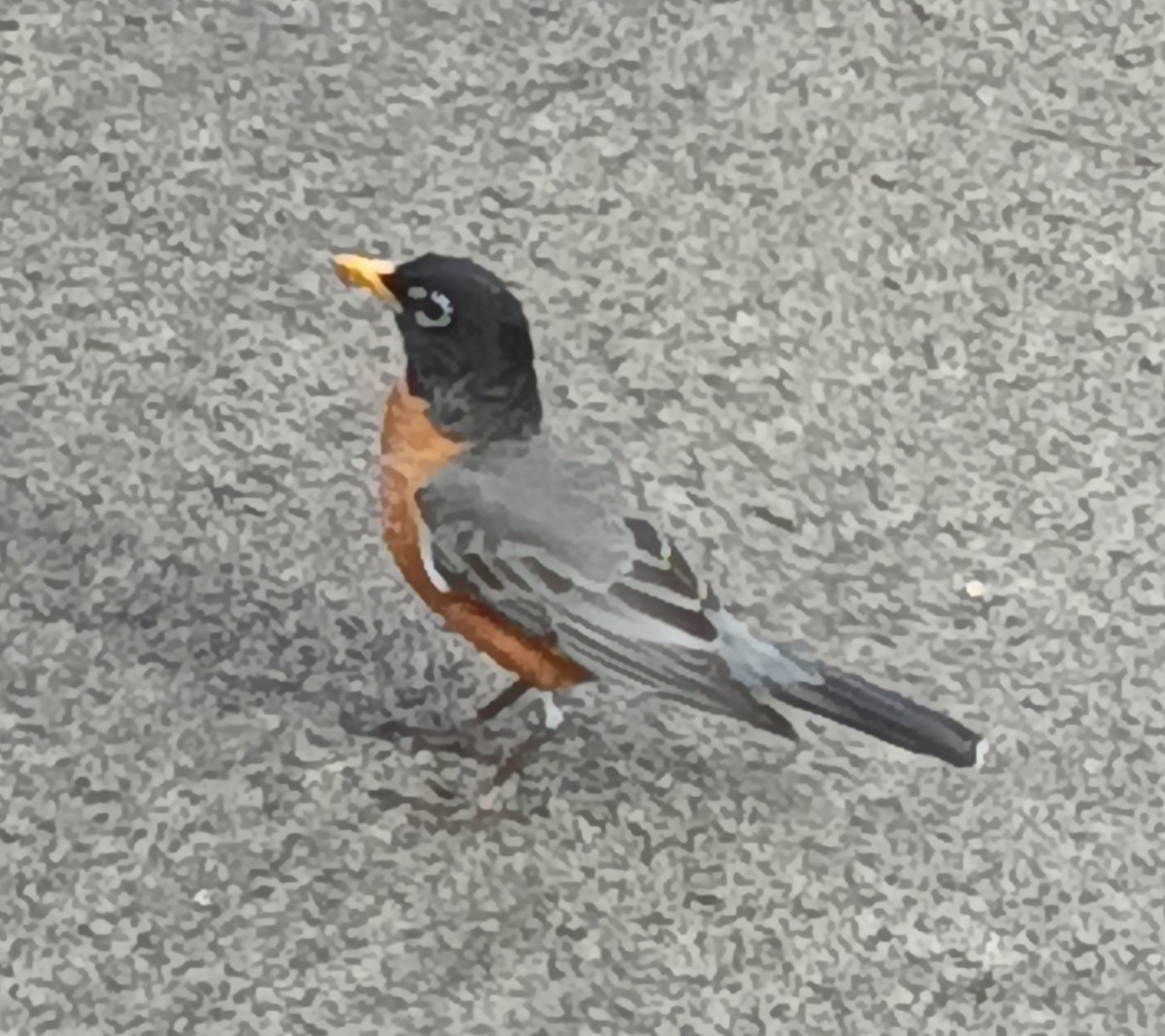 American Robin - ML615655504