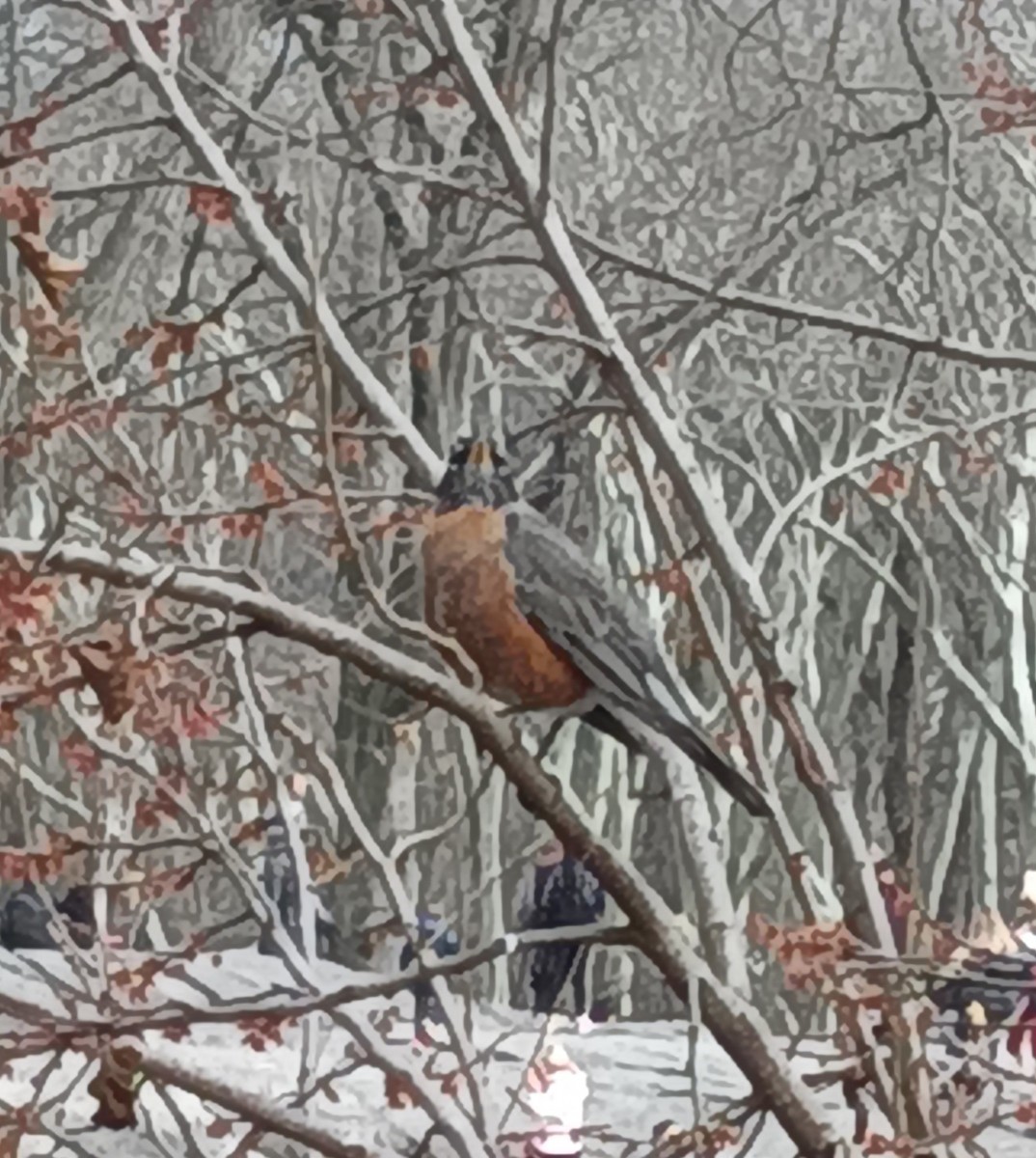 American Robin - ML615655505