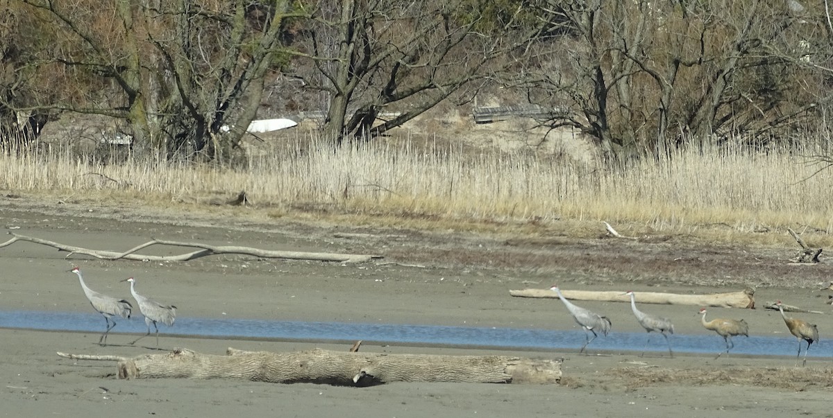 Sandhill Crane - ML615655514