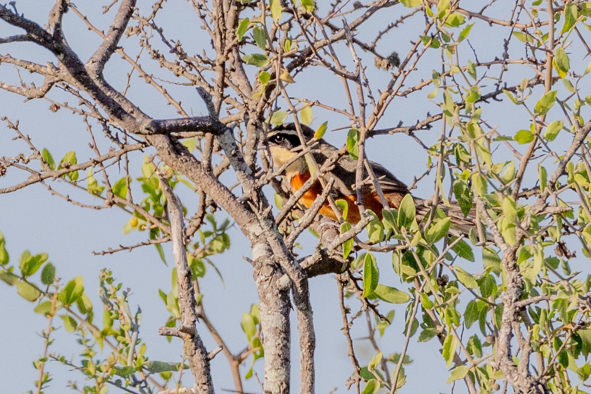 Olive-crowned Crescentchest - Charlie Bostwick