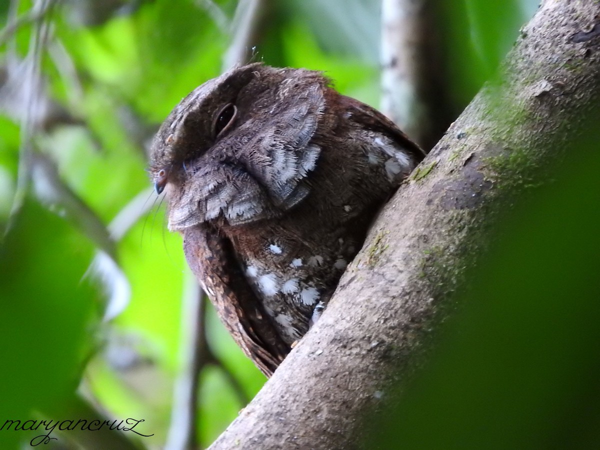 Ocellated Poorwill - Maryan Cruz