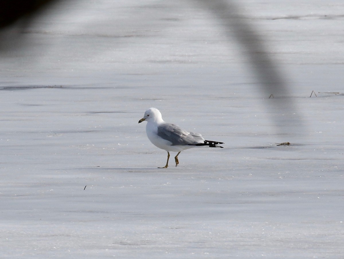 Ring-billed Gull - ML615655571