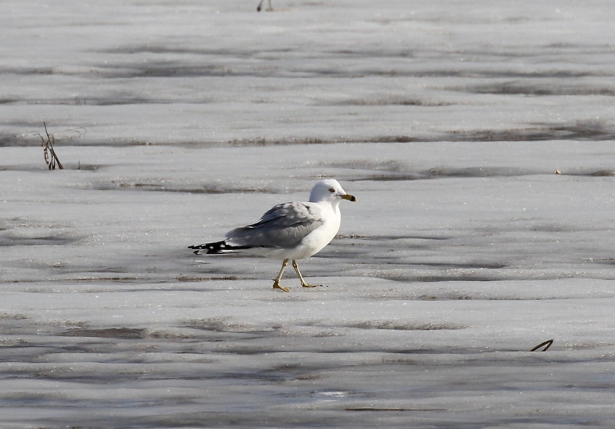 Ring-billed Gull - ML615655572