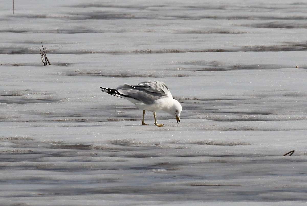 Ring-billed Gull - ML615655573