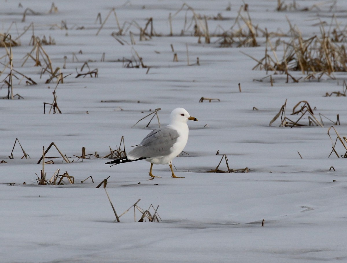 Ring-billed Gull - ML615655574