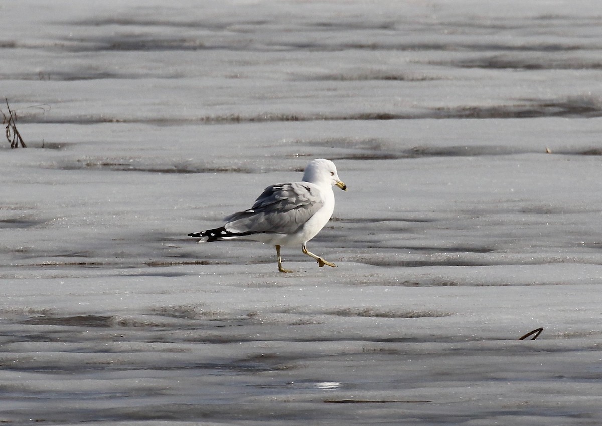 Ring-billed Gull - ML615655575