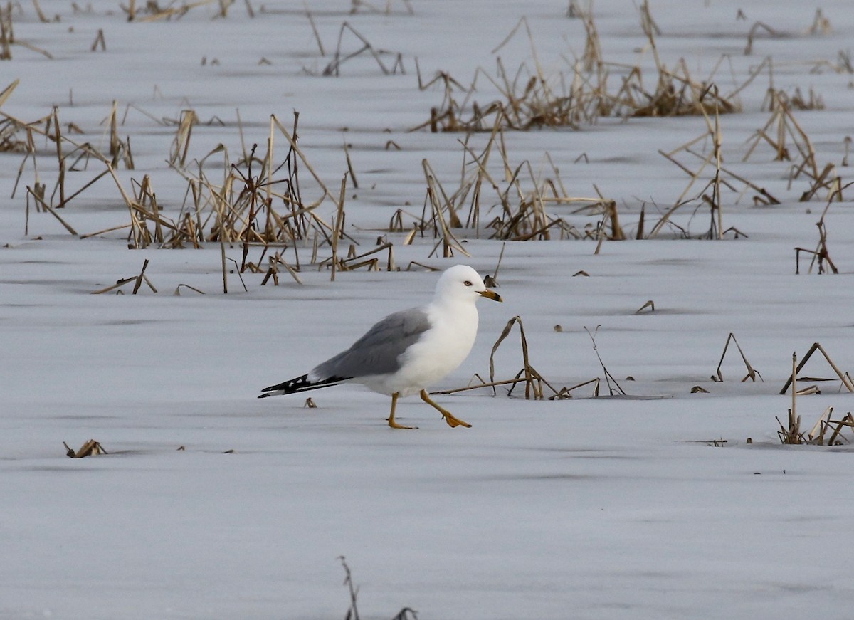 Ring-billed Gull - ML615655576