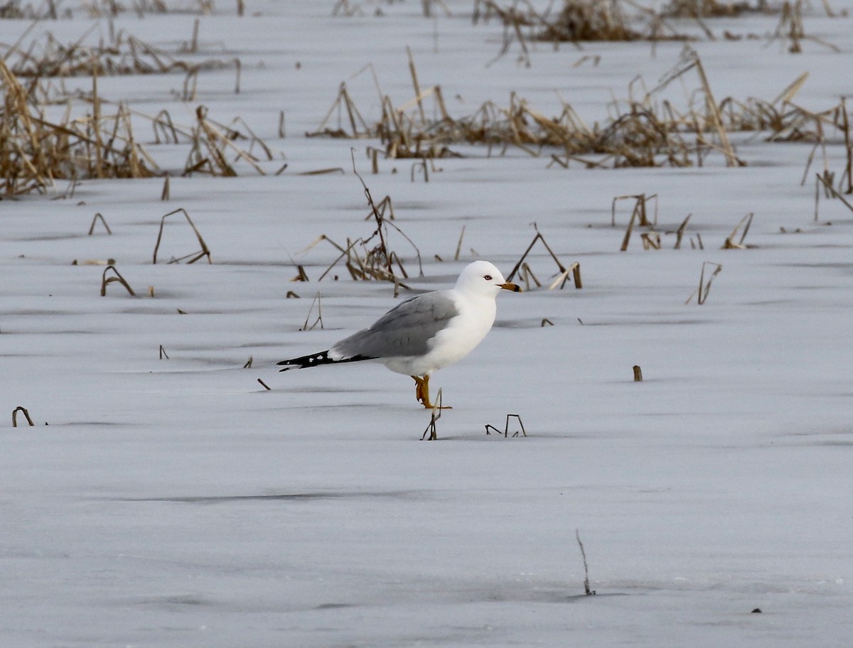 Ring-billed Gull - ML615655577