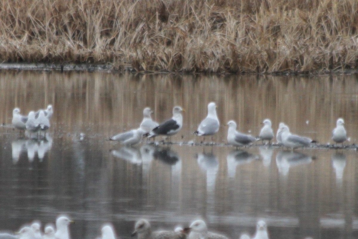 Lesser Black-backed Gull - ML615655585