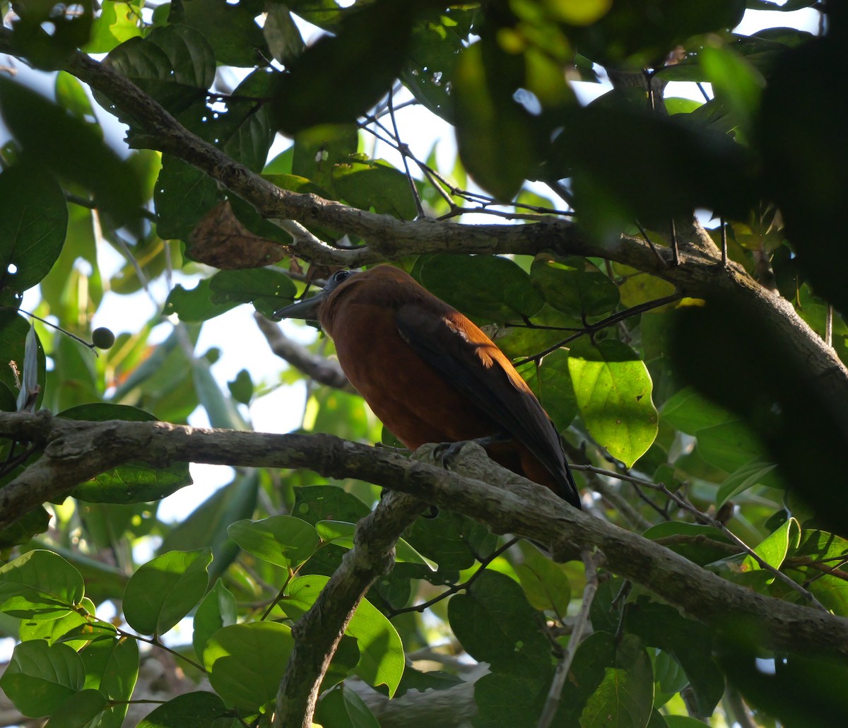 Capuchinbird - Dennis Arendt