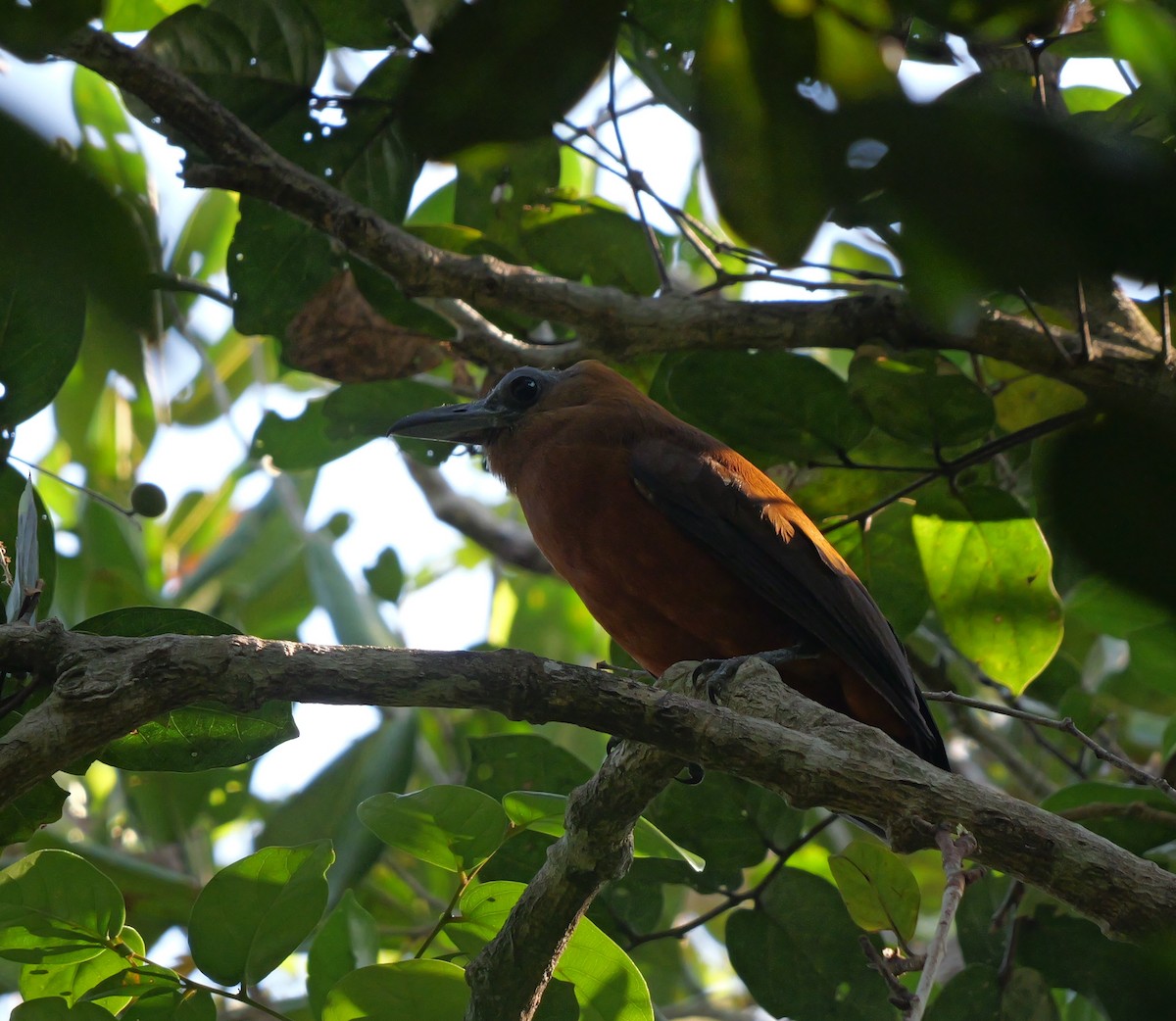 Capuchinbird - ML615655599