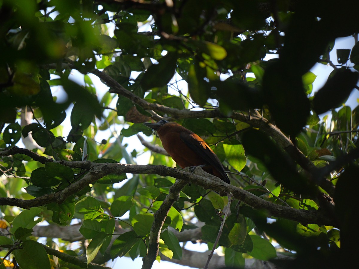 Capuchinbird - Dennis Arendt