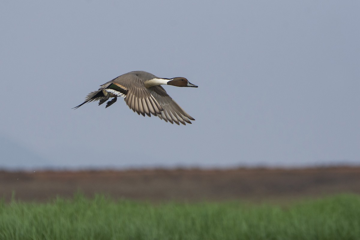 Northern Pintail - ML615655610