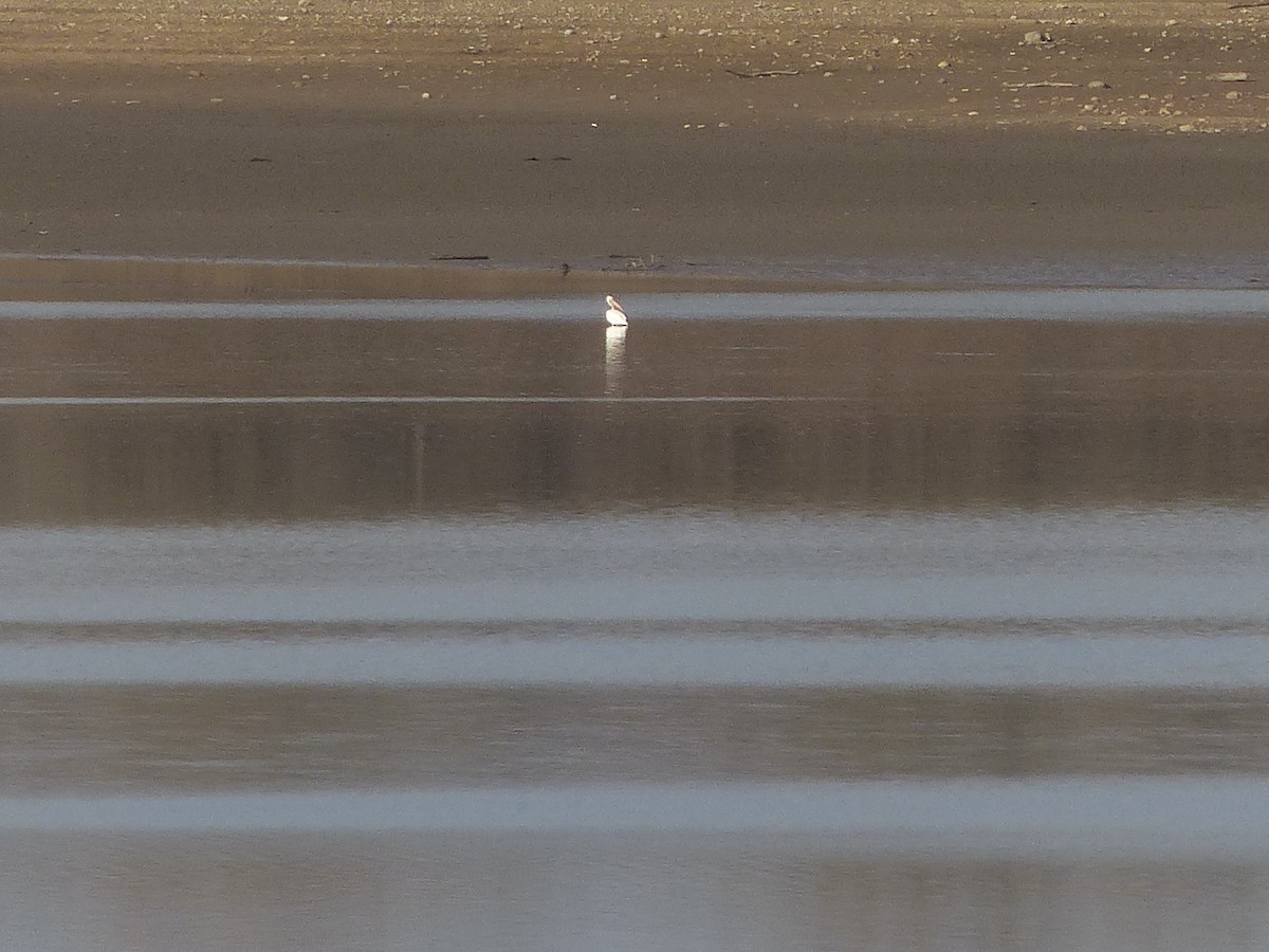 American White Pelican - ML615655630