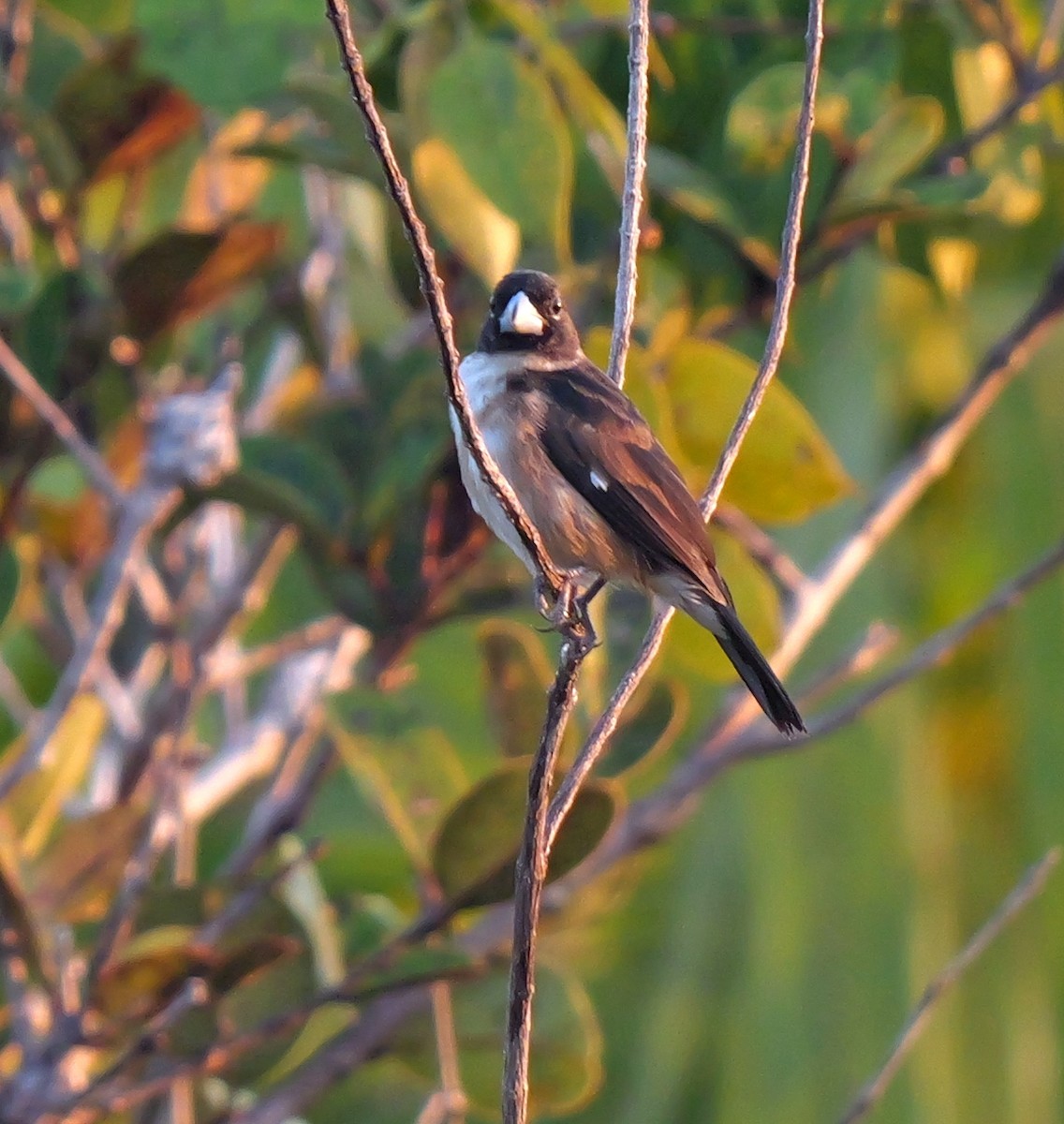 White-naped Seedeater - Dennis Arendt