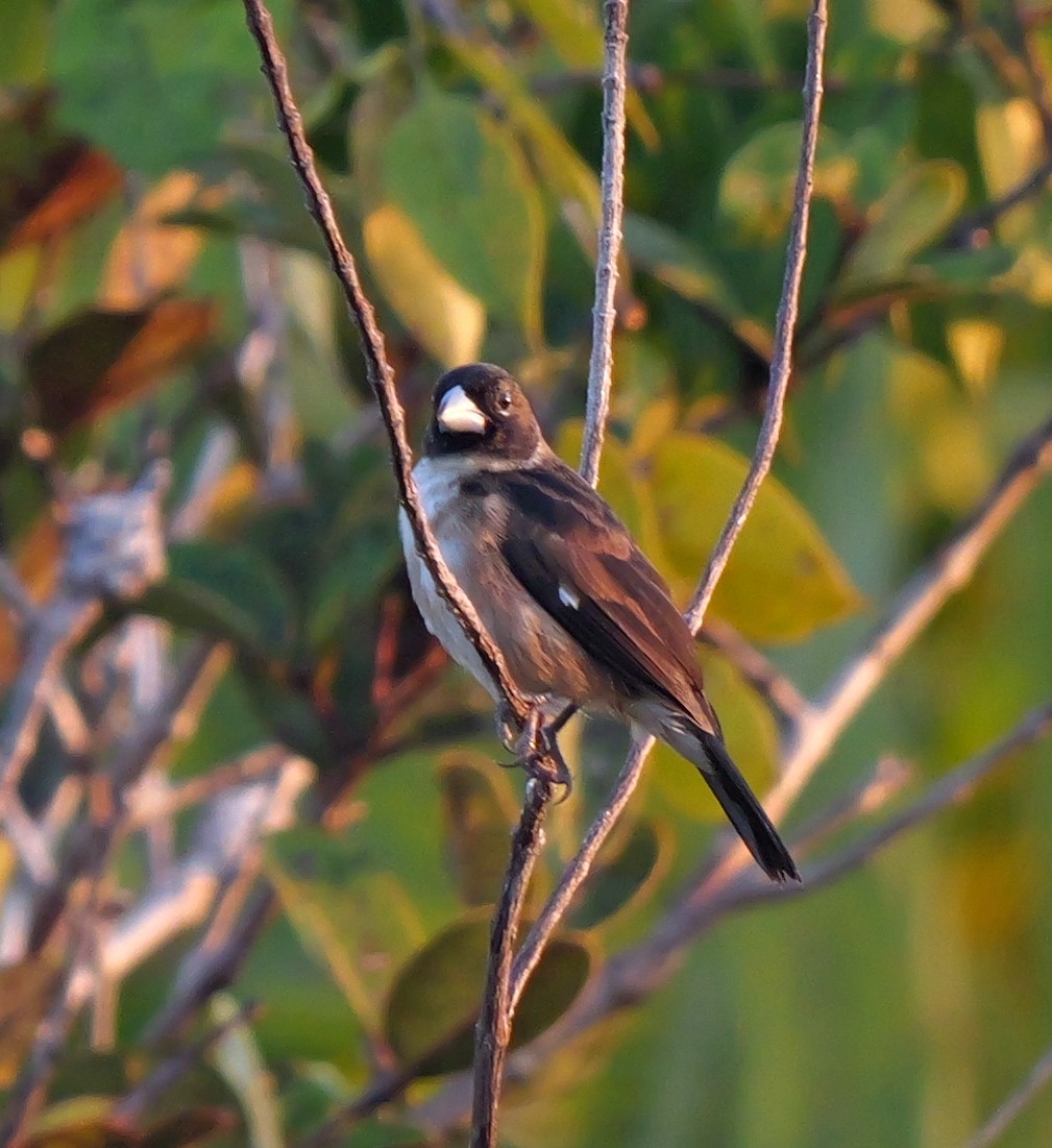 White-naped Seedeater - ML615655637