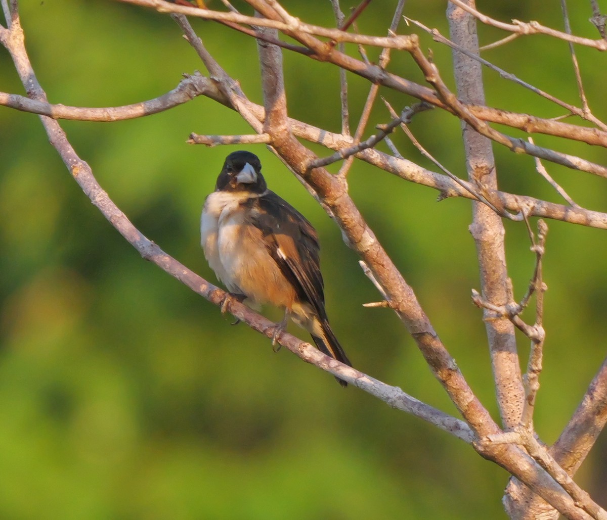 White-naped Seedeater - Dennis Arendt