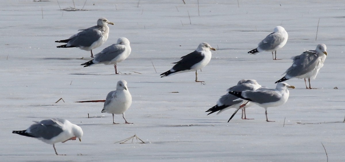 Lesser Black-backed Gull - ML615655648