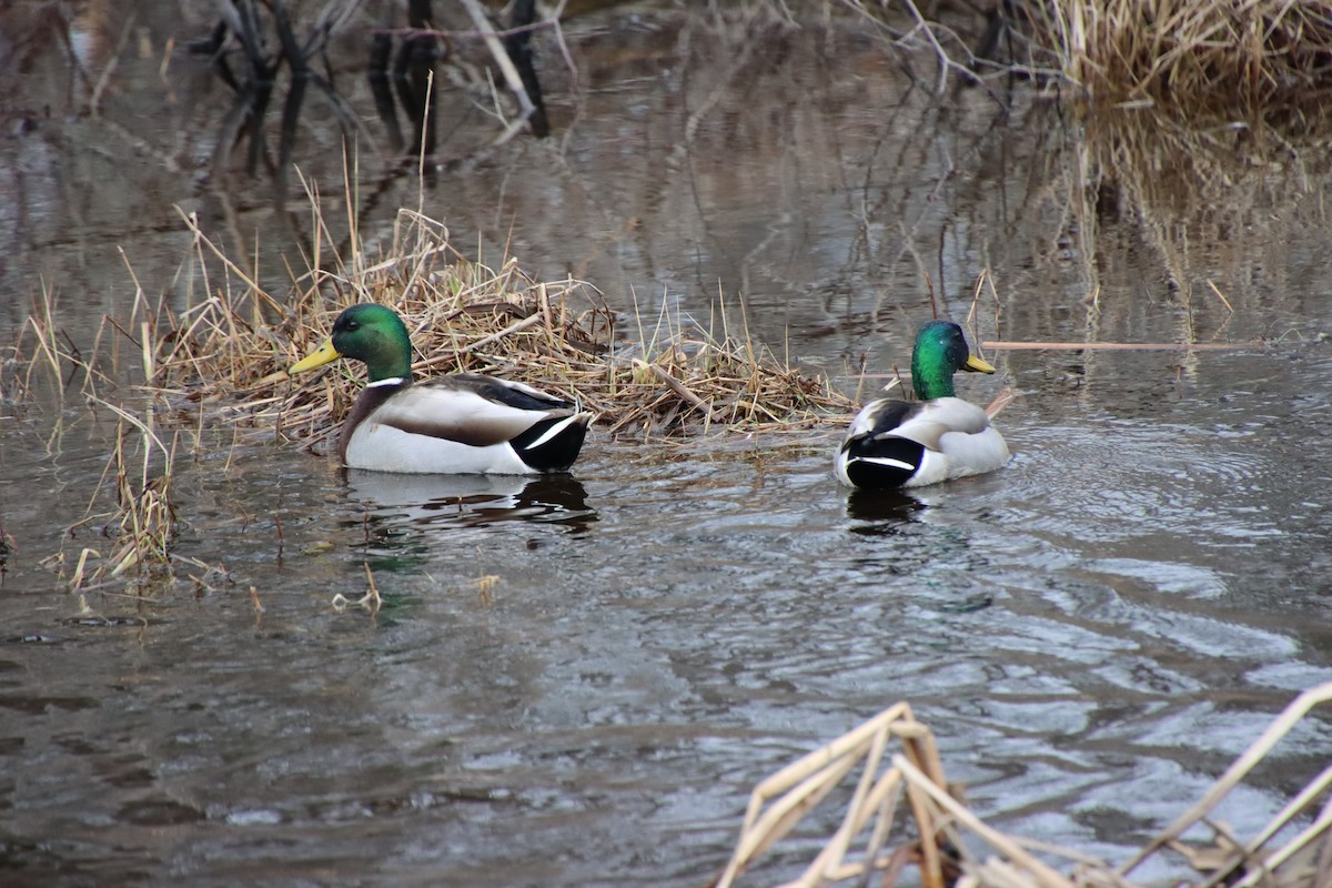 Canard colvert - ML615655667