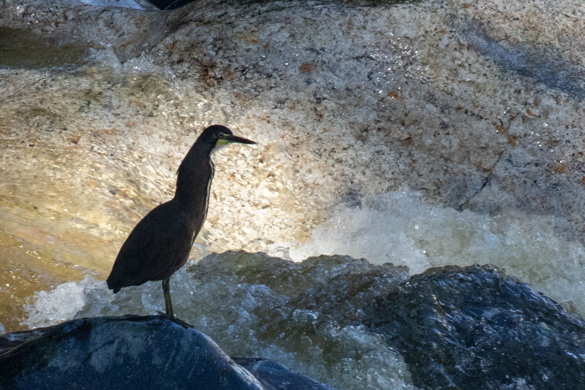 Fasciated Tiger-Heron - ML615655717