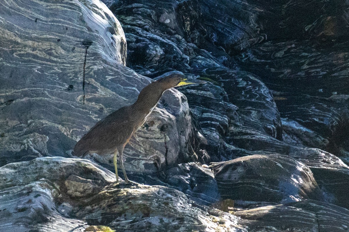 Fasciated Tiger-Heron - ML615655718