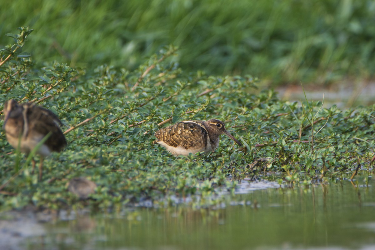 Greater Painted-Snipe - ML615655742