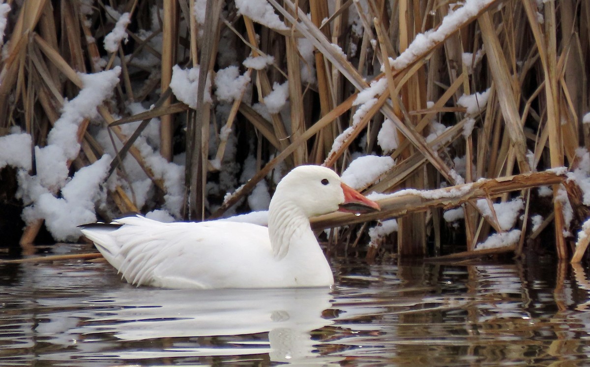 Snow Goose - ML615655757