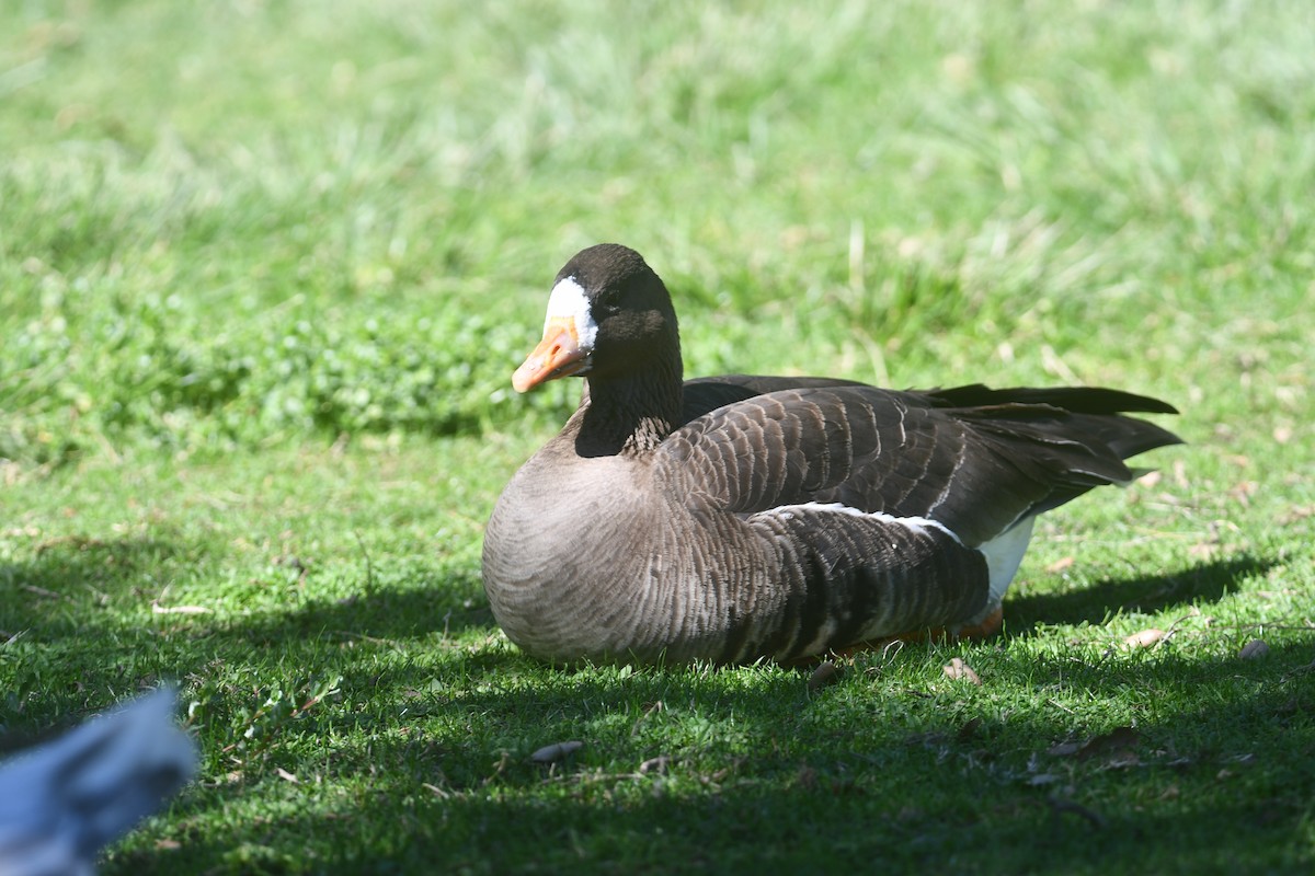 Greater White-fronted Goose - ML615655774