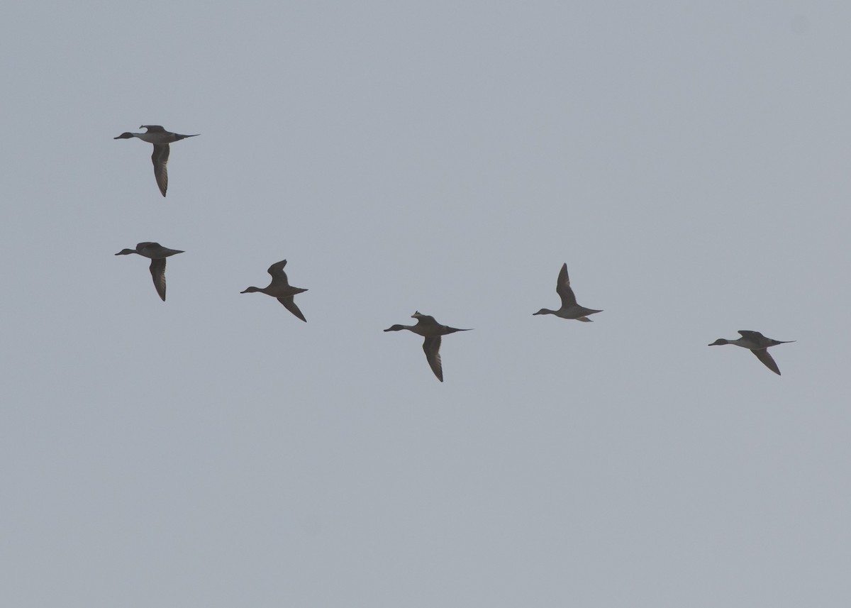 Northern Pintail - ML615655783