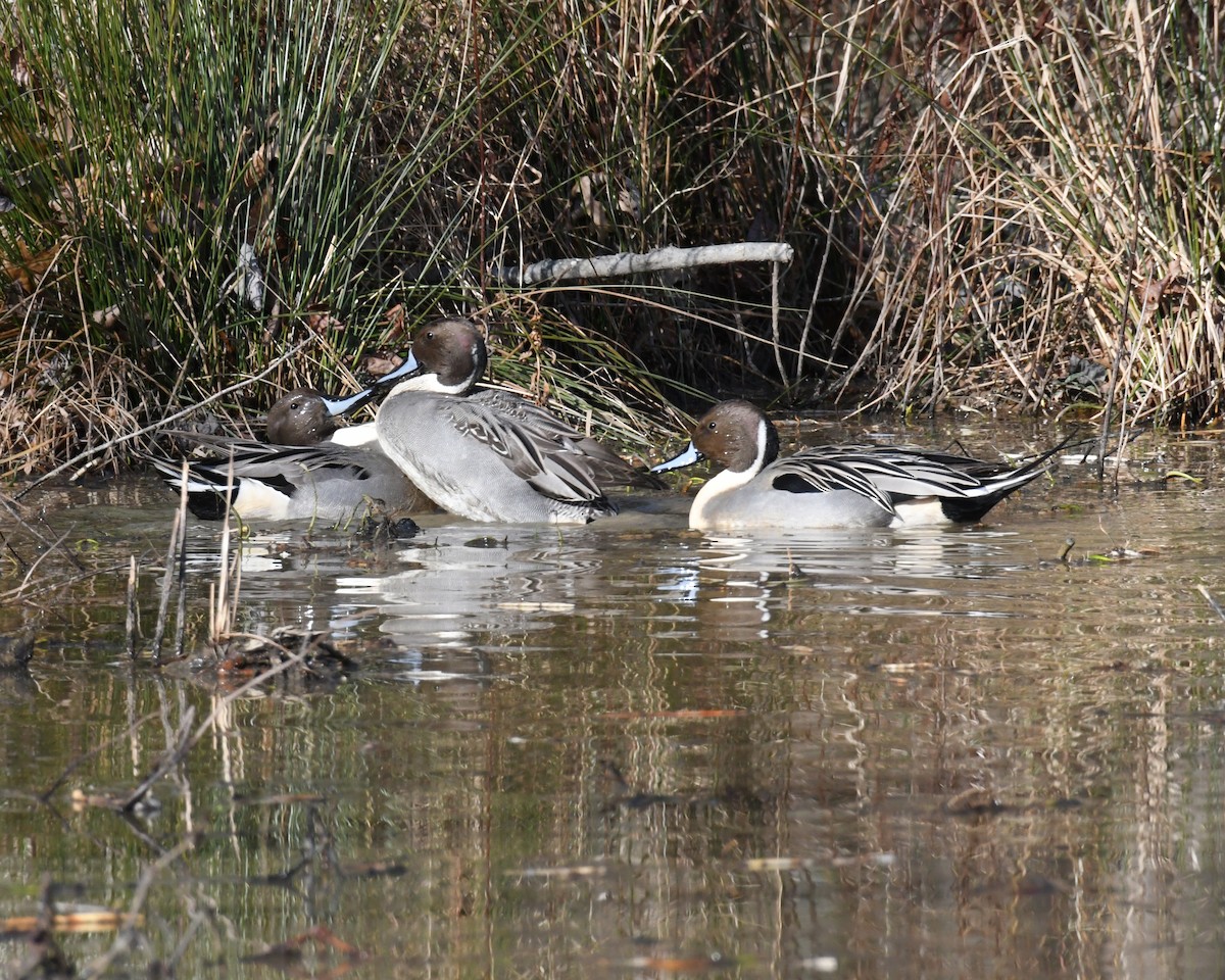 Northern Pintail - ML615655787