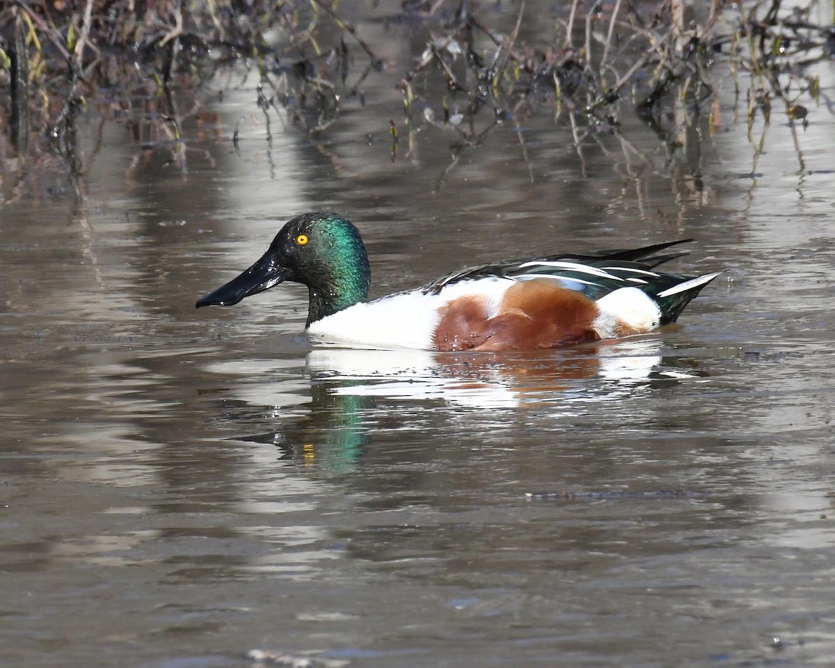 Canard souchet - ML615655799