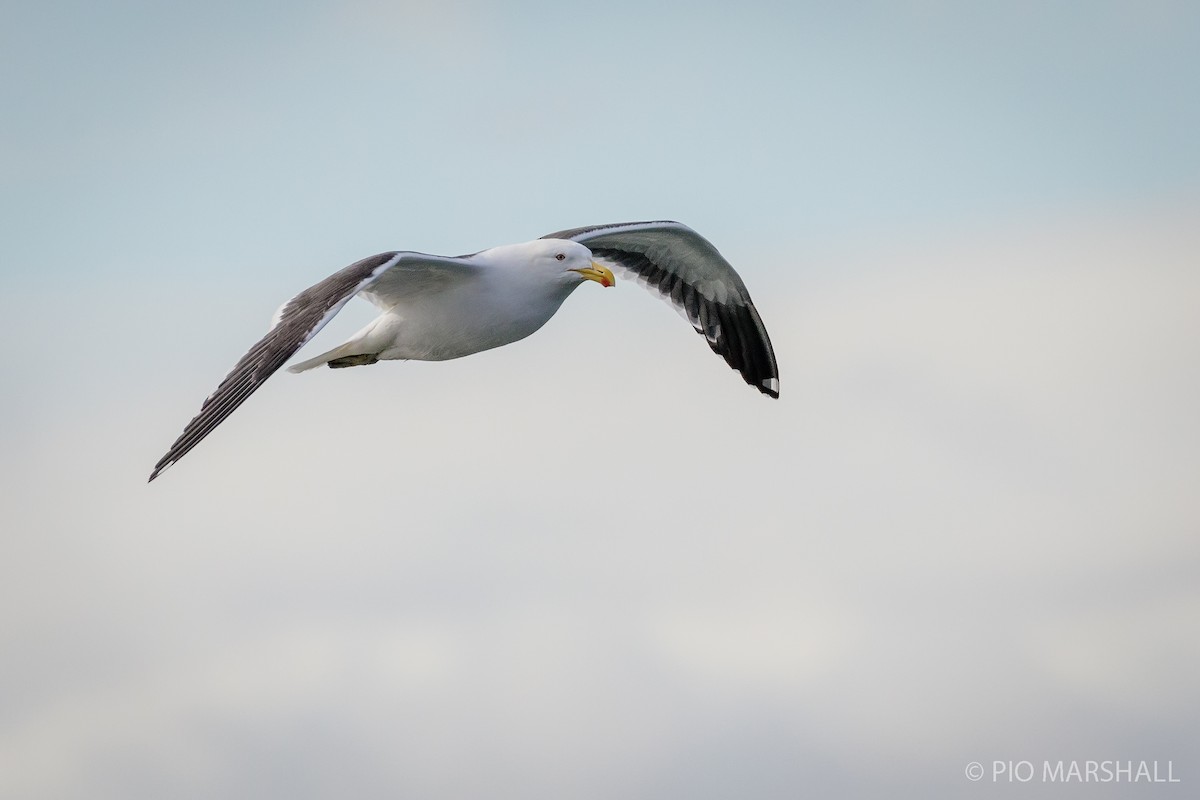 Kelp Gull - ML615655802