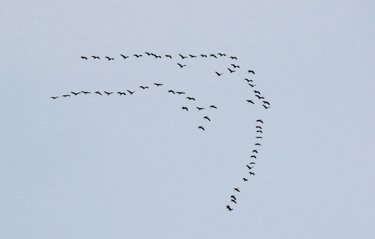 Sandhill Crane - ML615655812