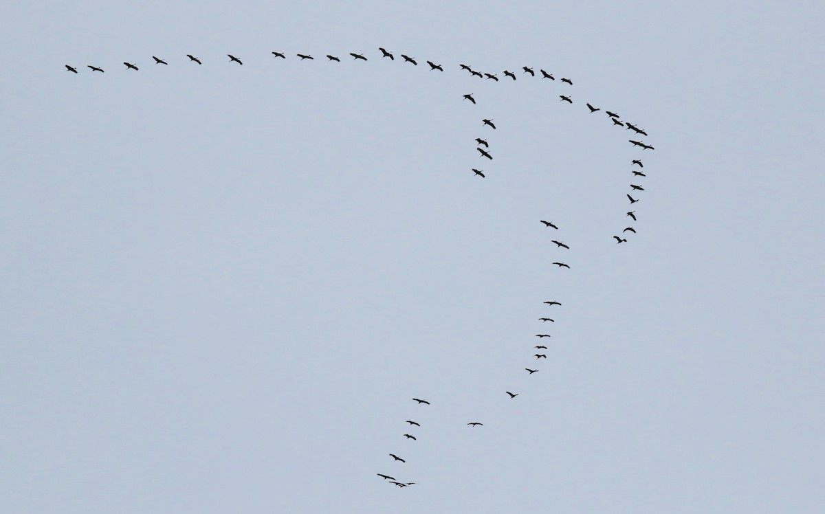 Sandhill Crane - ML615655823