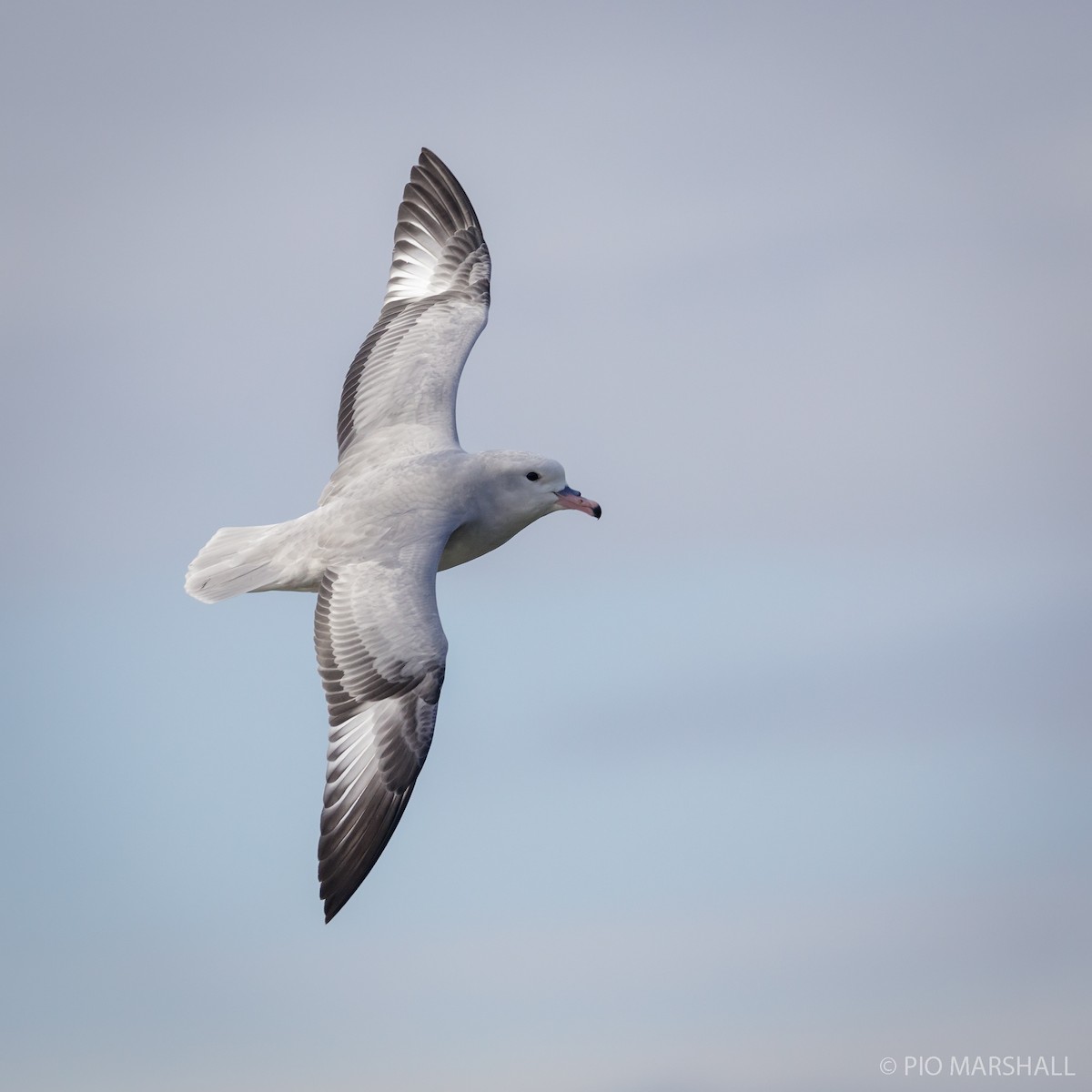 Southern Fulmar - ML615655840