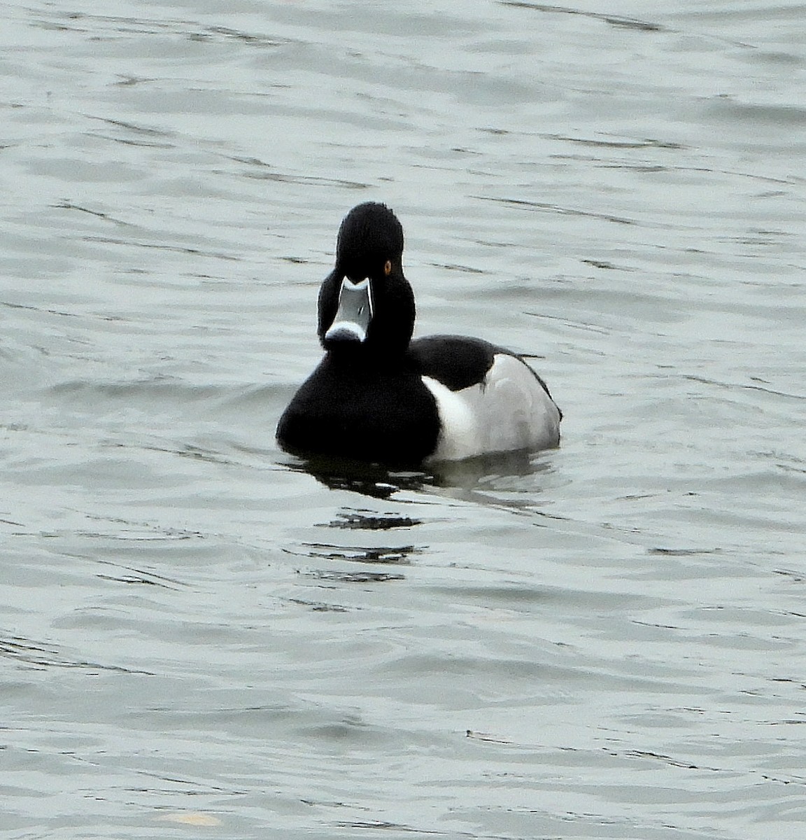 Ring-necked Duck - ML615655847