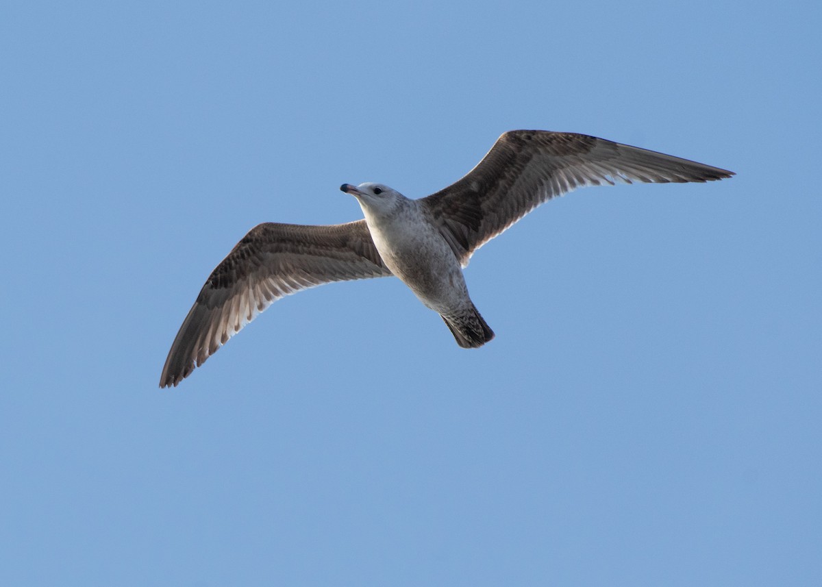 Herring Gull (American) - ML615655851