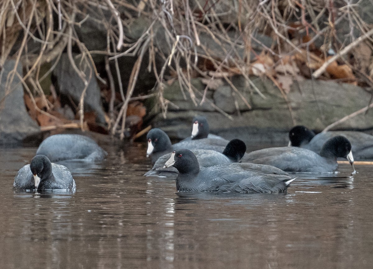 American Coot - ML615655864