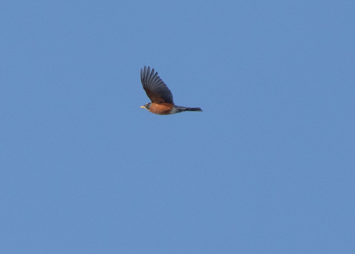 American Robin - ML615655868