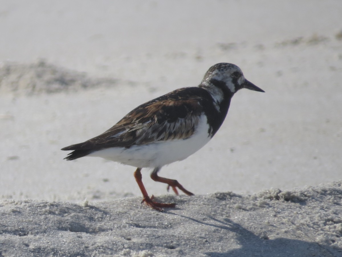 Ruddy Turnstone - ML615655873