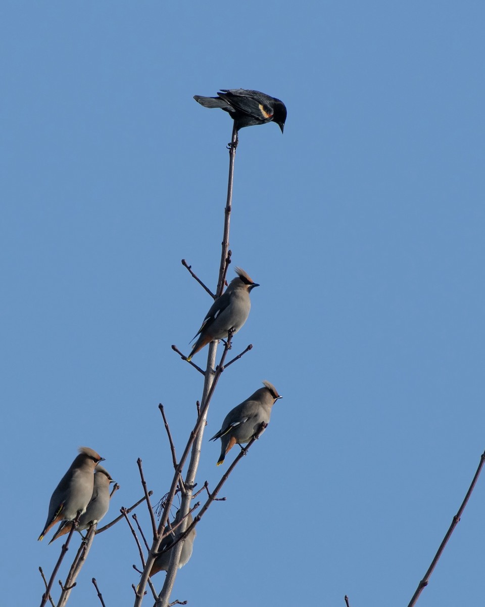 Bohemian Waxwing - ML615655895