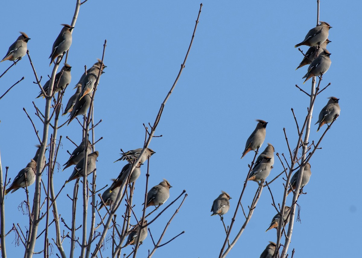 Bohemian Waxwing - ML615655897