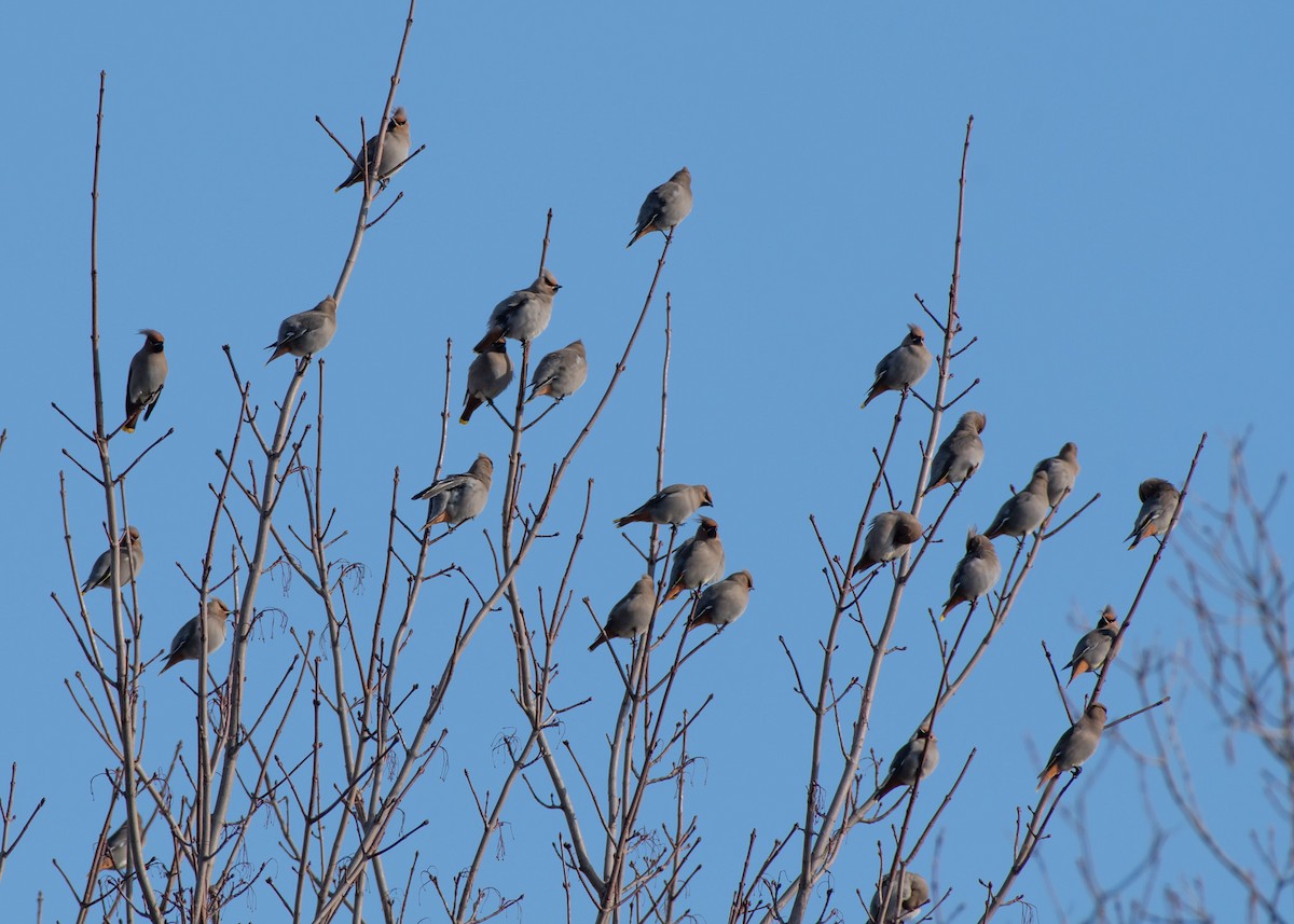 Bohemian Waxwing - ML615655898