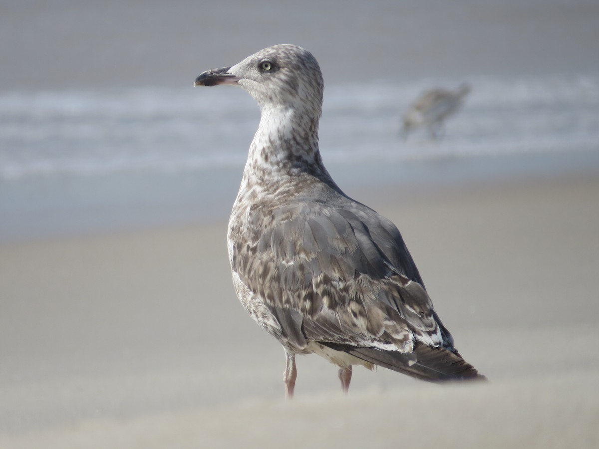 Lesser Black-backed Gull - ML615655906