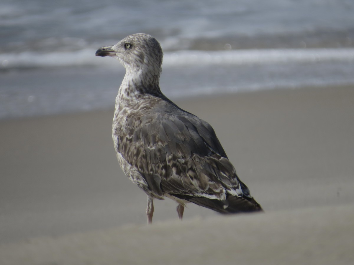 Lesser Black-backed Gull - ML615655907