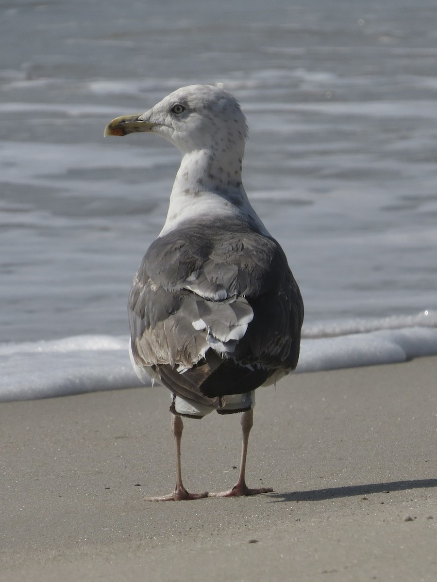 Lesser Black-backed Gull - ML615655909