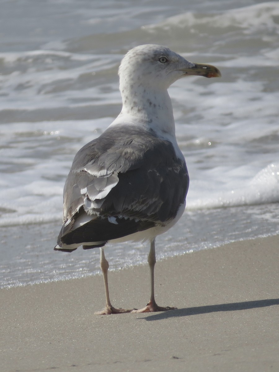 Lesser Black-backed Gull - ML615655910