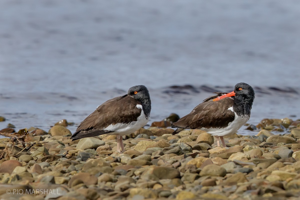 American Oystercatcher - Pio Marshall