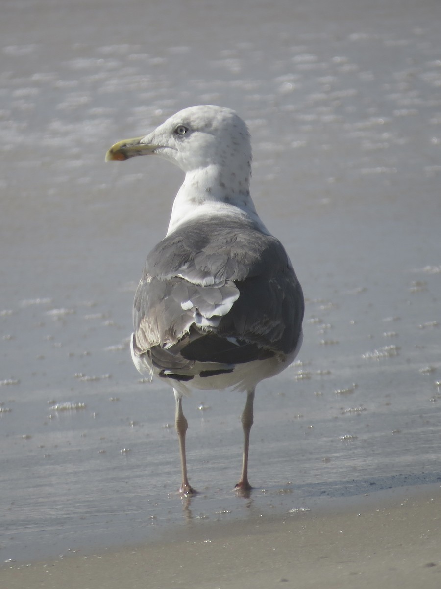 Lesser Black-backed Gull - ML615655913