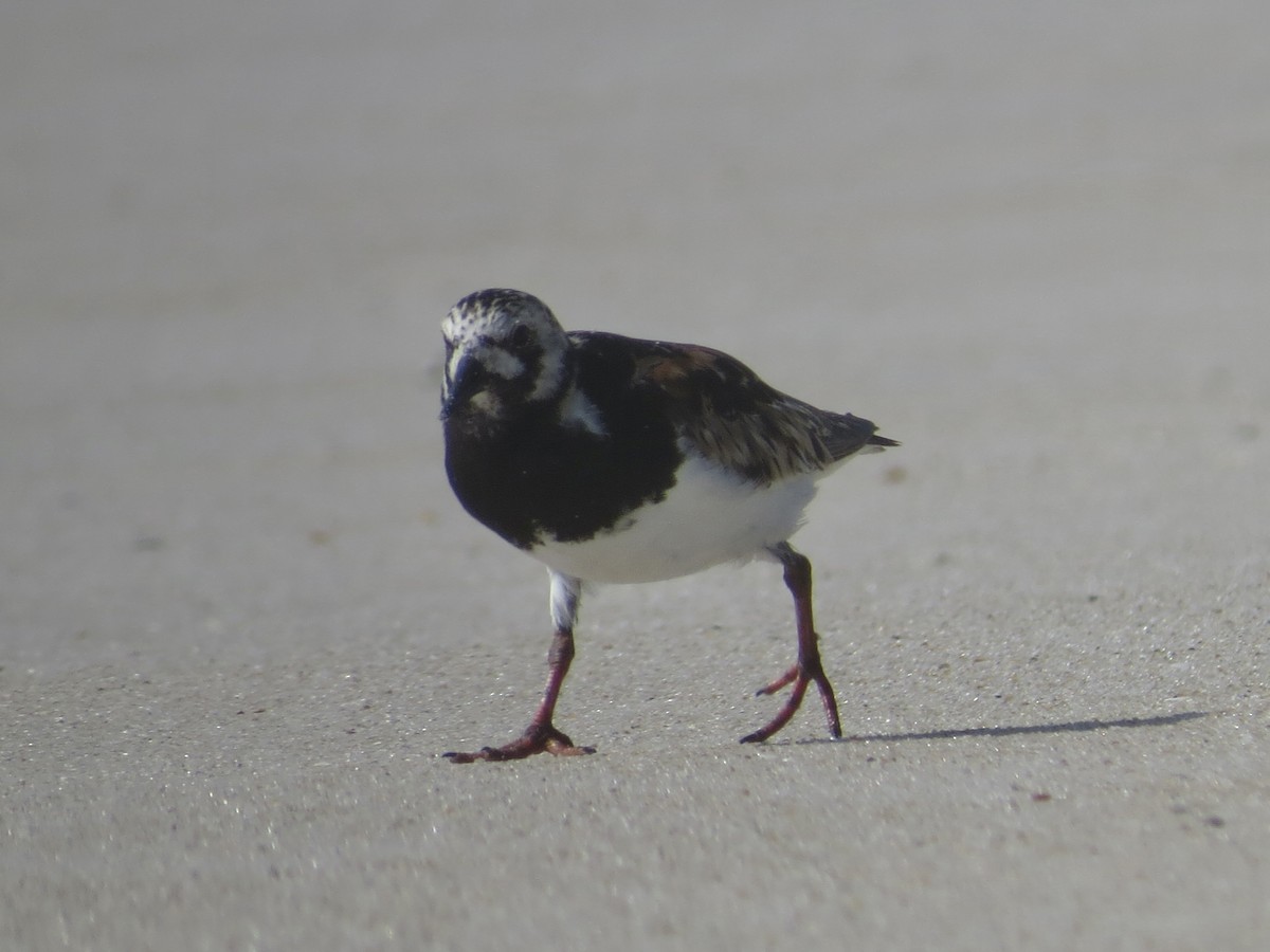 Ruddy Turnstone - ML615655917